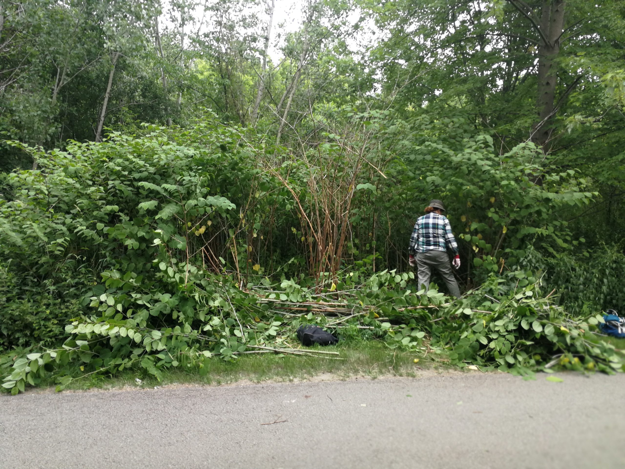 Stewards cutting down Japanese knotweed at Middle Mills, 2021