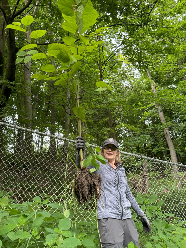 Picture of a steward posing with an uprooted buckthorn