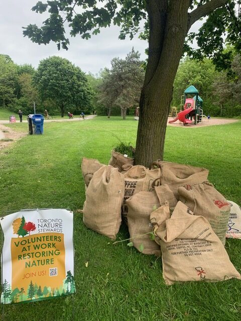 Bags of removed garlic mustard piled up by Toronto Nature Stewards volunteers